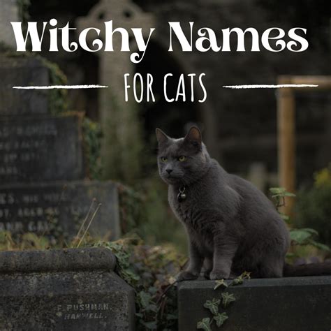 How Witches' Familiars' Names Have Transformed in Popular Culture